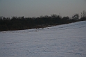 WOSP_Pasternik_2009 258